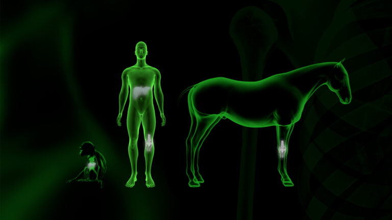 Silhouette of a person with highlighted liver and knee, next to a horse silhouette with highlighted knee and monkey silhouette with highlighted liver