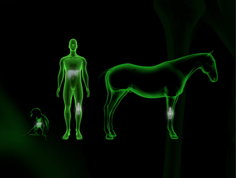 Silhouette of a person with highlighted liver and knee, next to a horse silhouette with highlighted knee and monkey silhouette with highlighted liver